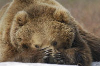 TERRE DES OURS