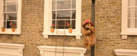 PADDINGTON 2