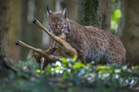 LYNX