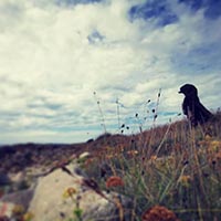 LE BONHEUR EST UNE BETE SAUVAGE LE BONHEUR EST UNE BETE SAUVAGE