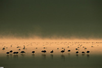 LES AILES POURPRES