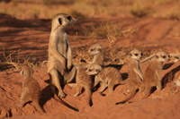 la famille suricate