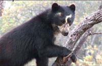 CHAPARRI, LES SEPT OURS DE LA MONTAGNE SACREE