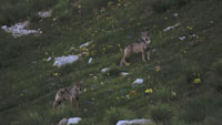 LA VALLEE DES LOUPS