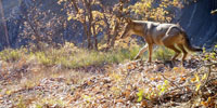 VIVRE AVEC LES LOUPS