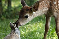 BAMBI, L’HISTOIRE D’UNE VIE DANS LES BOIS