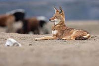 LE SECRET DU LOUP D’ÉTHIOPIE