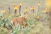 LE SECRET DU LOUP D’ÉTHIOPIE