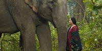 LES ELEPHANTS DANS LA BRUME