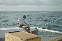 LA BALEINE ET LE MUSICIEN LA BALEINE ET LE MUSICIEN